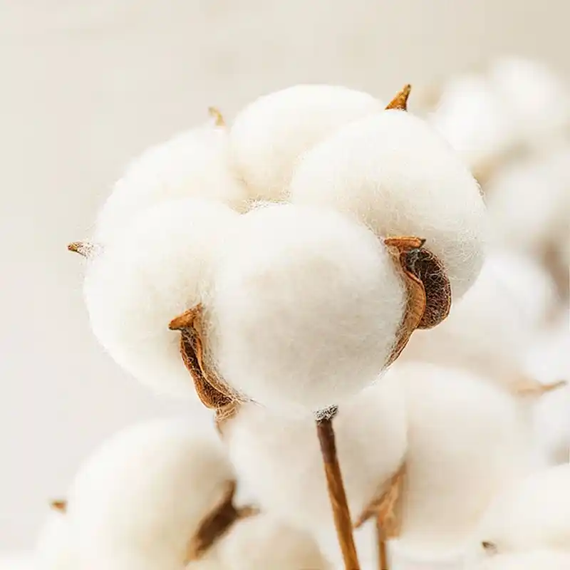 Combed cotton